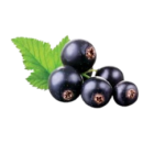 Groselha Negra