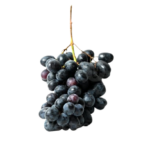 botanica big flower cabernet sauvignon 2021 – stellenbosch, África do sul